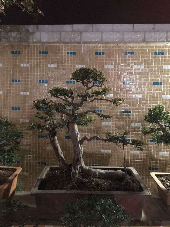 下午刚买的雀梅盆景