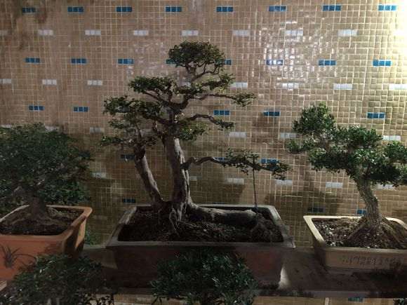 下午刚买的雀梅盆景