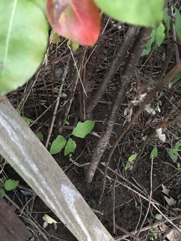 如果这是雀梅下山桩