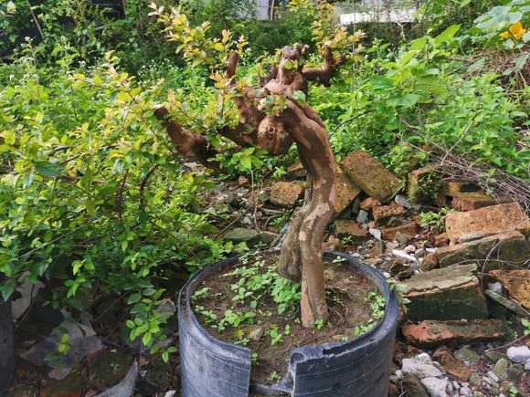 雀梅下山桩几年开花