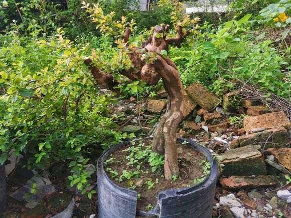 雀梅下山桩几年开花