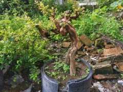 雀梅下山桩几年开花 一年就开花结果了