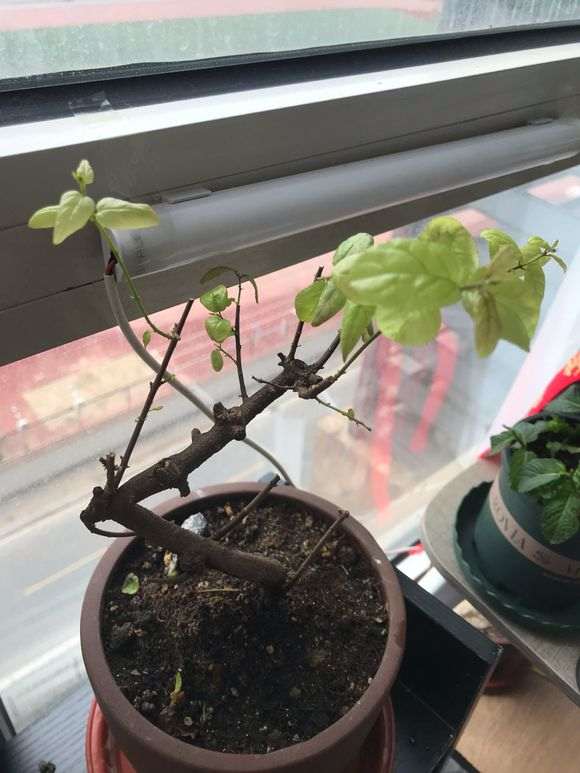 雀梅下山桩的叶子变成这样了 是怎么回事