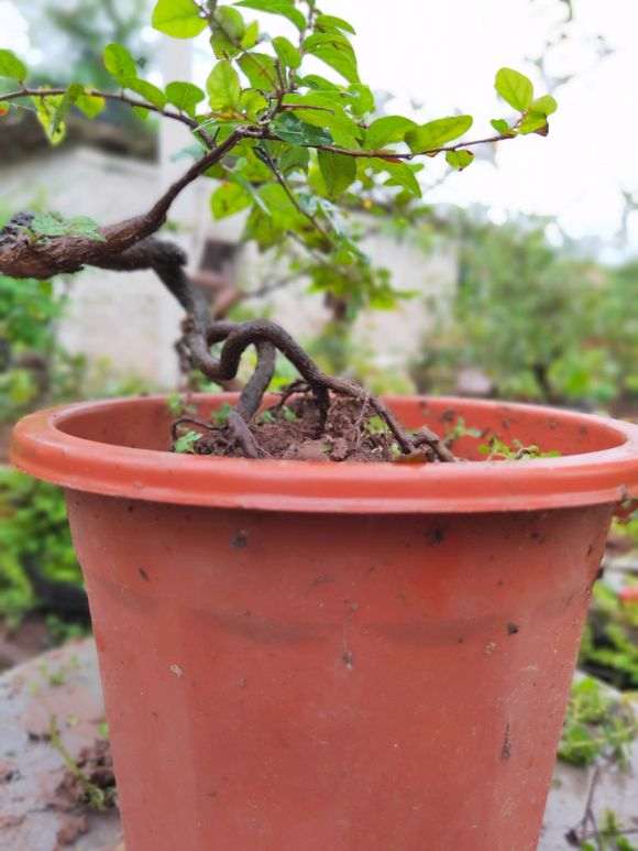 雀梅小品盆景 帮忙欣赏下