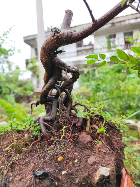 雀梅小品盆景 帮忙欣赏下