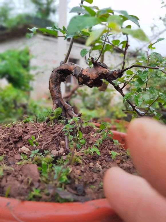 雀梅小品盆景 帮忙欣赏下