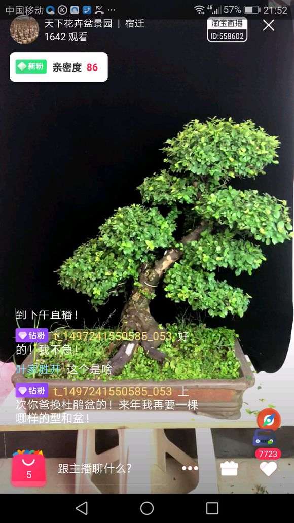 听说雀梅盆景好养 这棵多少钱