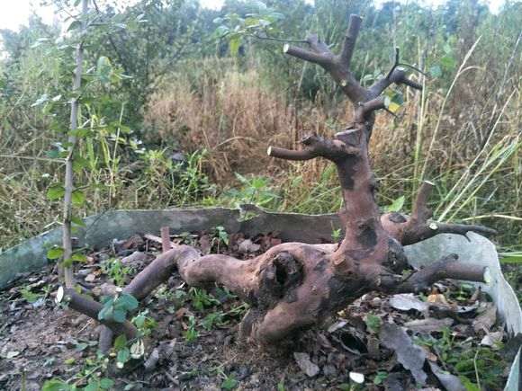 听说雀梅盆景好养 这棵多少钱