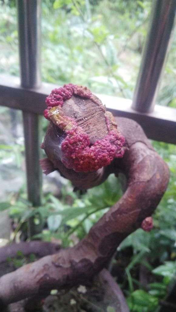 雀梅下山桩是一直没发芽 伤口上都起瘤了