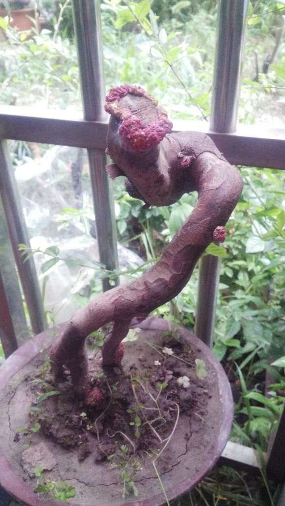 雀梅下山桩是一直没发芽 伤口上都起瘤了
