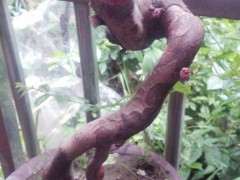 雀梅下山桩是一直没发芽 伤口上都起瘤了