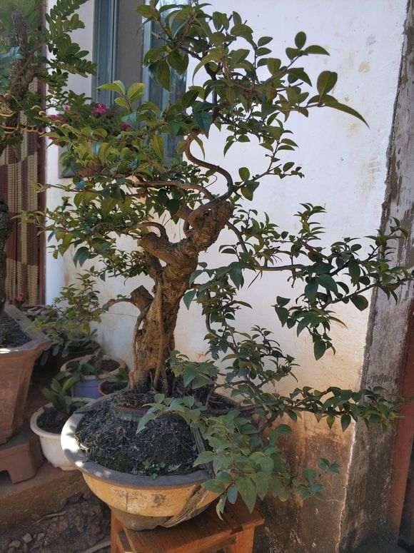 种活两年的雀梅下山桩 长成这样了