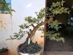 种活两年的雀梅下山桩 长成这样了