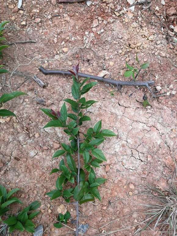 这是不是雀梅下山桩