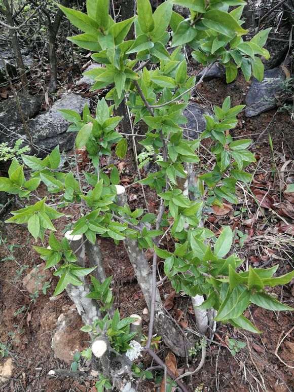 这是不是雀梅下山桩