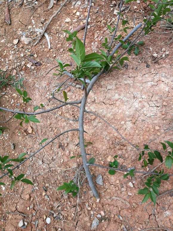 这是不是雀梅下山桩