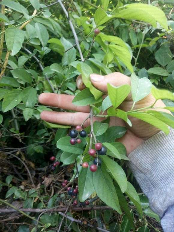 这是不是雀梅藤下山桩 帮忙看看