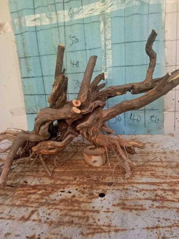 雀梅下山桩就一定要大的才好吗