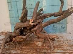 雀梅下山桩就一定要大的才好吗