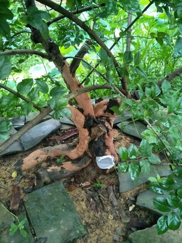 脱皮的雀梅下山桩就是好看