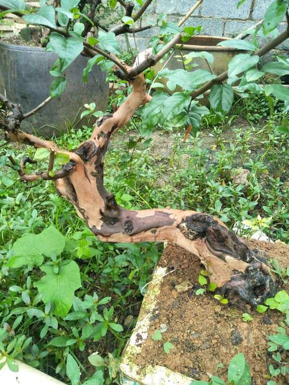 脱皮的雀梅下山桩就是好看