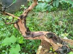 脱皮的雀梅下山桩就是好看