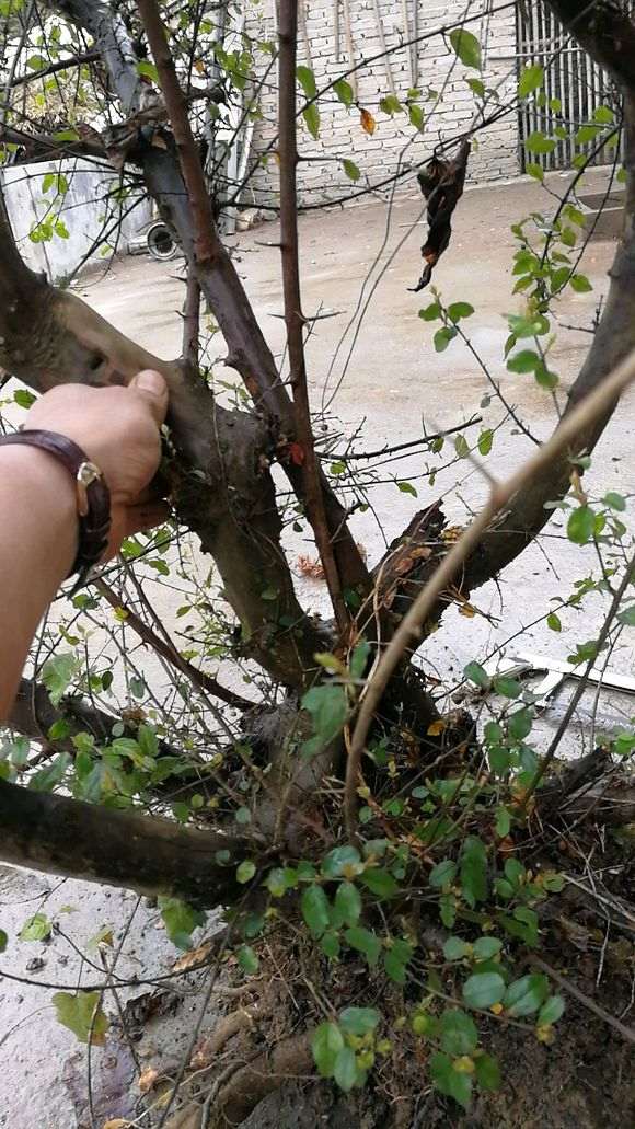 下午刚从山上搞回来的野生雀梅下山桩