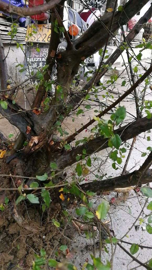 下午刚从山上搞回来的野生雀梅下山桩