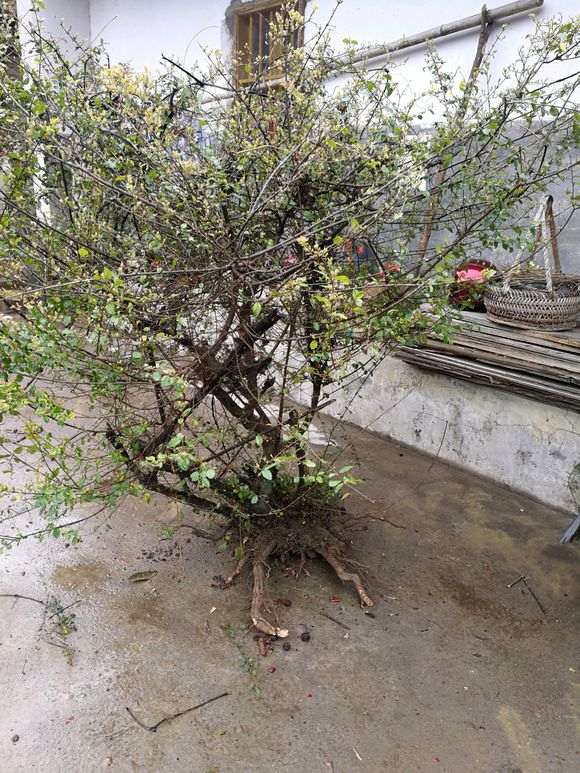 下午刚从山上搞回来的野生雀梅下山桩