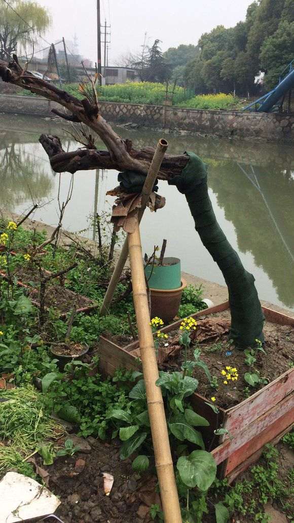 上百年的雀梅下山桩