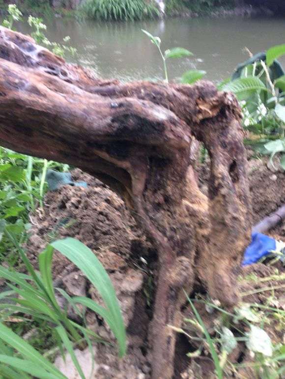 上百年的雀梅下山桩