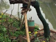 上百年的雀梅下山桩 几个月就死了