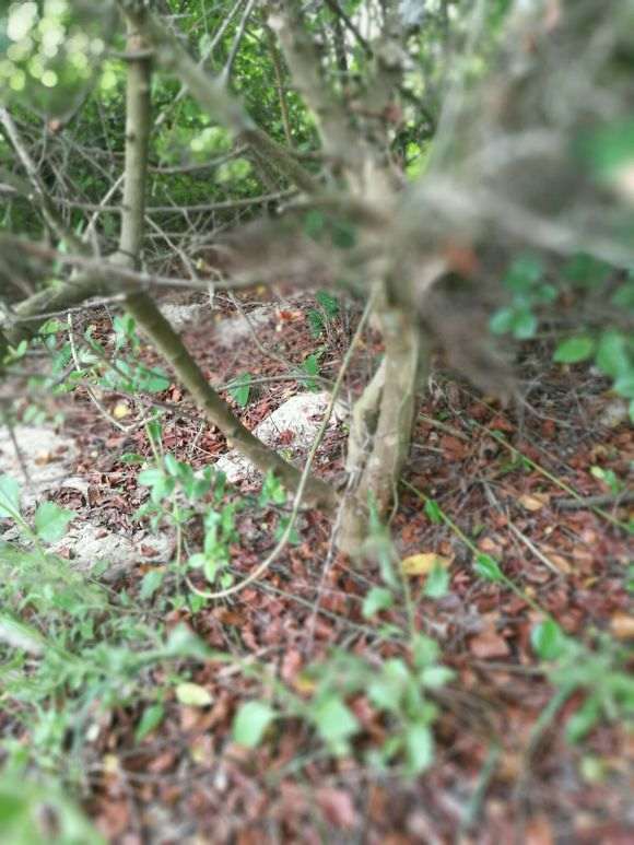 实在是太多雀梅下山桩  都不知道挖那棵