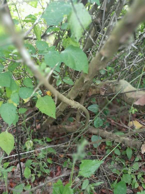 实在是太多雀梅下山桩  都不知道挖那棵