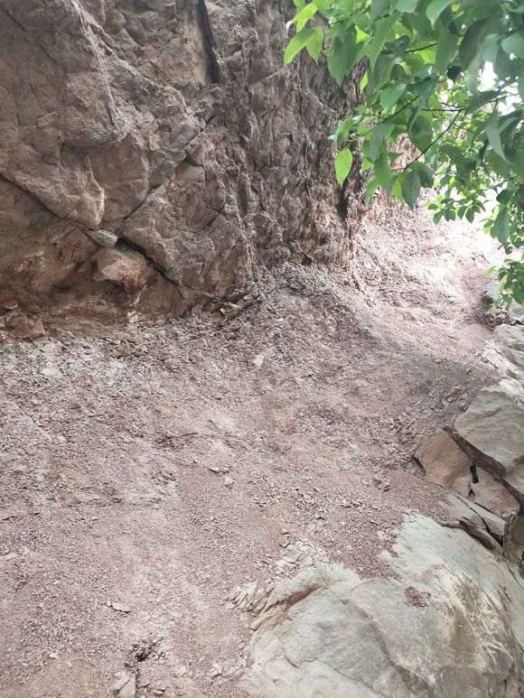 这土壤可以用来种雀梅下山桩吗