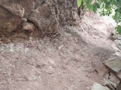 这土壤可以用来种雀梅下山桩吗