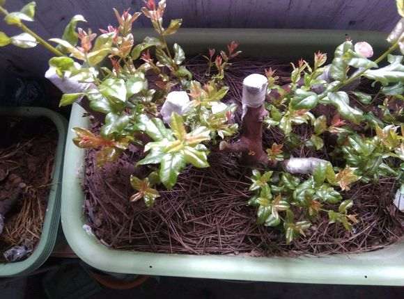 河南太行山的雀梅下山桩怎么过冬