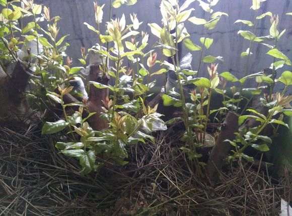 河南太行山的雀梅下山桩怎么过冬