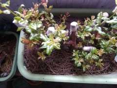 河南太行山的雀梅下山桩怎么过冬