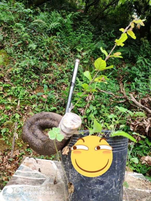 雀梅下山桩嫁接尝试中 终于发芽了