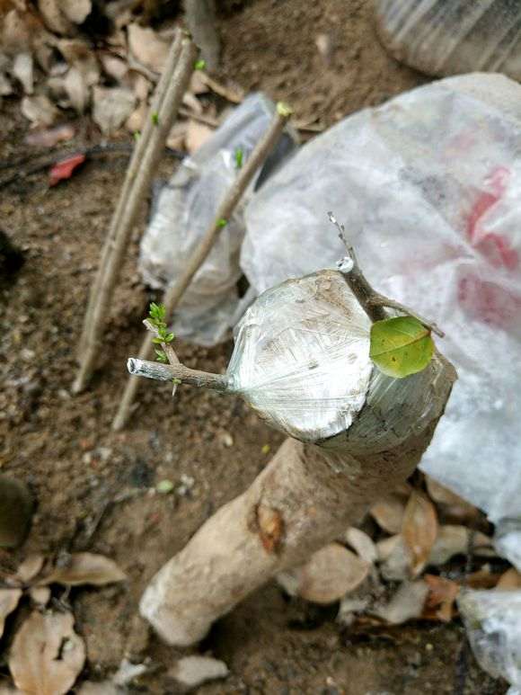 雀梅下山桩嫁接尝试中 终于发芽了