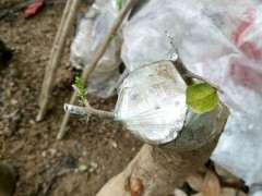 雀梅下山桩嫁接尝试中 终于发芽了