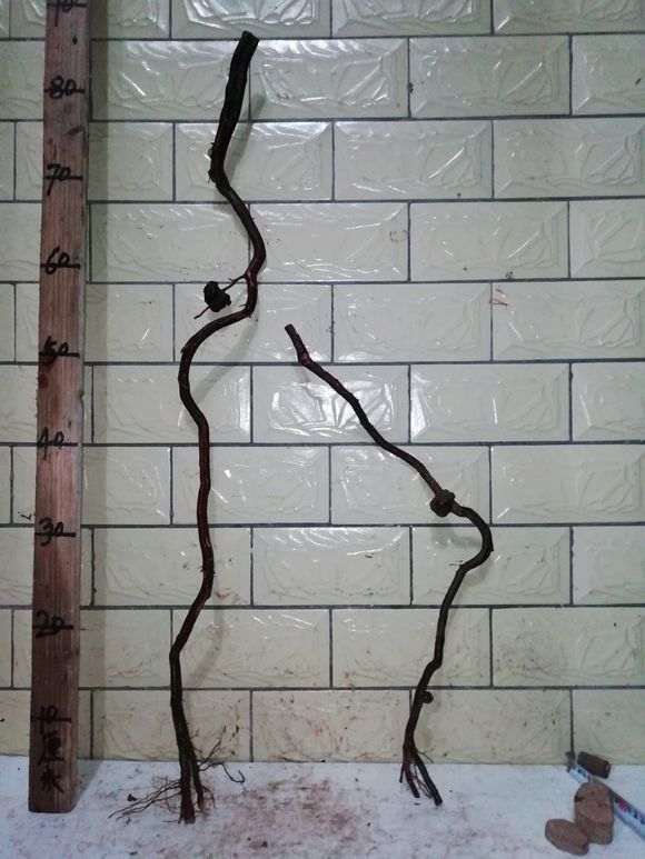 雀梅下山桩根可以发芽吗 有没有盆友做过试验