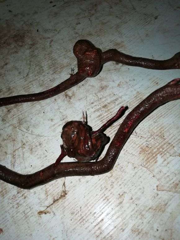 雀梅下山桩根可以发芽吗 有没有盆友做过试验