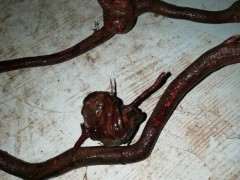 雀梅下山桩根可以发芽吗 有没有盆友做过试验