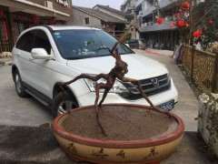 提根小雀梅下山桩 大家看看这根可以吗