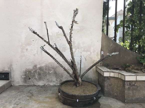 第一次挖雀梅下山桩 求指教