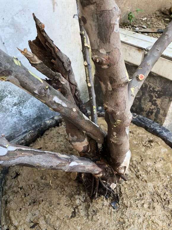 第一次挖雀梅下山桩 求指教