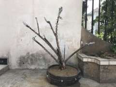 第一次挖雀梅下山桩 求指教