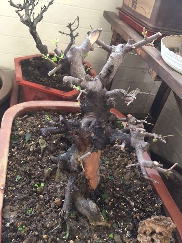 粗剪了一下养了几年的雀梅下山桩